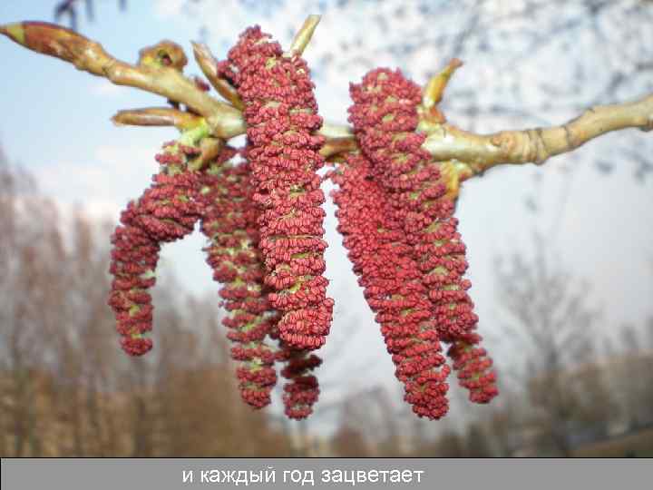 и каждый год зацветает 