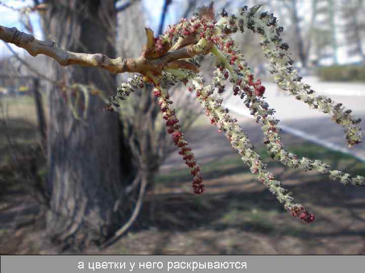 а цветки у него раскрываются 