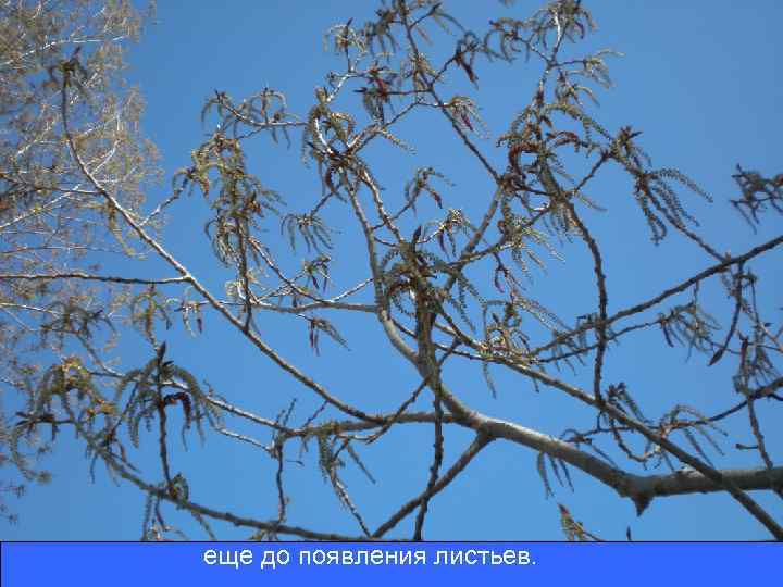 еще до появления листьев. 