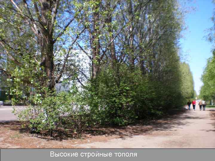 Высокие стройные тополя 