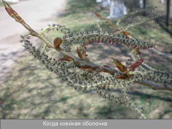 Когда клейкая оболочка 