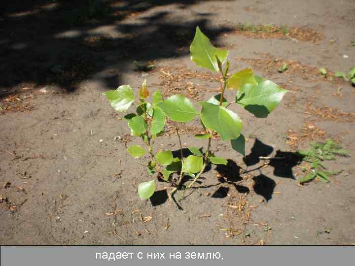 падает с них на землю, 