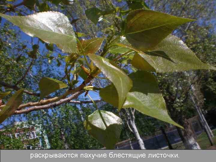 раскрываются пахучие блестящие листочки. 