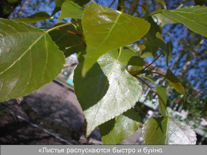  «Листья распускаются быстро и буйно. 