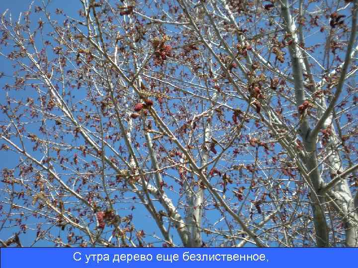 С утра дерево еще безлиственное, 
