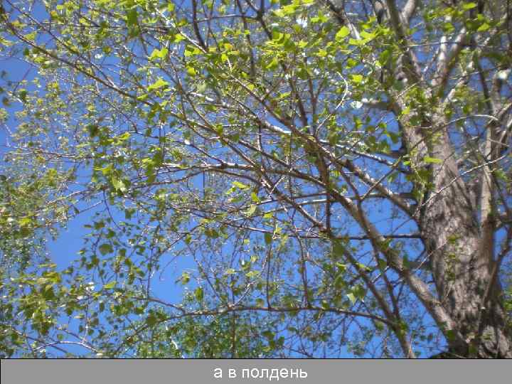 а в полдень 