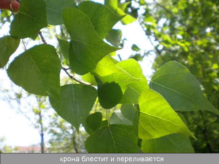 крона блестит и переливается 