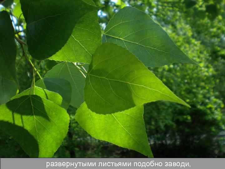 развернутыми листьями подобно заводи, 