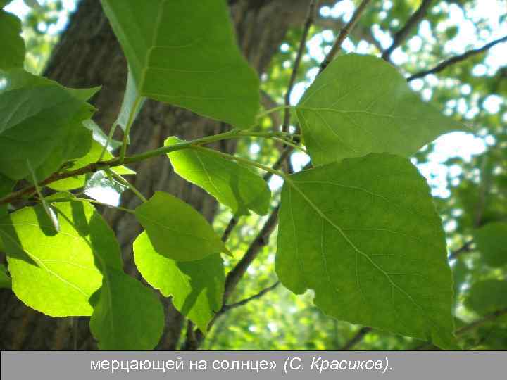 мерцающей на солнце» (С. Красиков). 