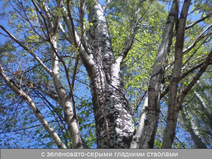 с зеленовато-серыми гладкими стволами 