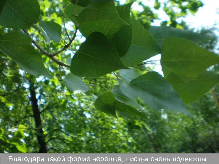 Благодаря такой форме черешка, листья очень подвижны 
