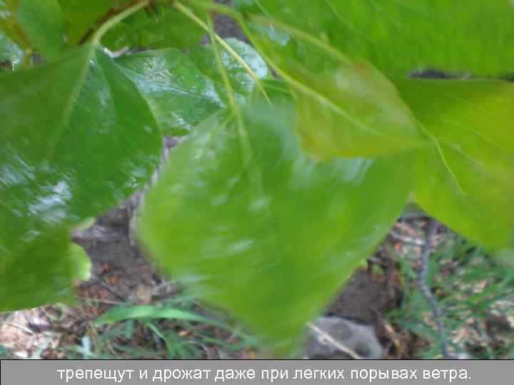 трепещут и дрожат даже при легких порывах ветра. 