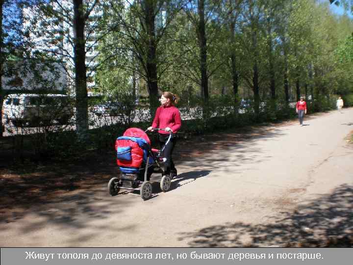 Живут тополя до девяноста лет, но бывают деревья и постарше. 