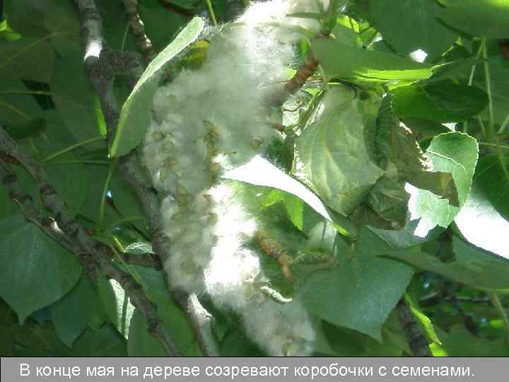 В конце мая на дереве созревают коробочки с семенами. 