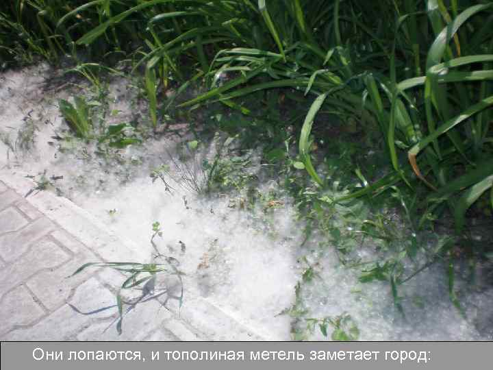 Они лопаются, и тополиная метель заметает город: 