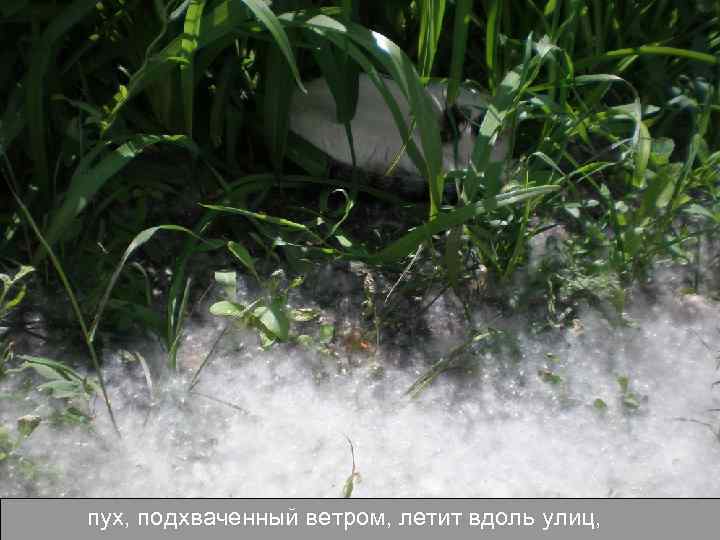 пух, подхваченный ветром, летит вдоль улиц, 