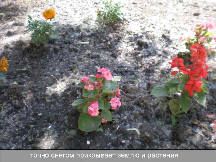 точно снегом прикрывает землю и растения. 