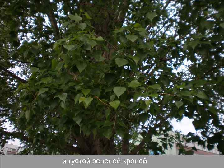 и густой зеленой кроной 