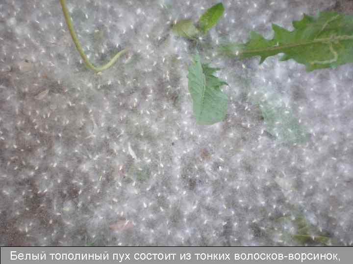 Белый тополиный пух состоит из тонких волосков-ворсинок, 