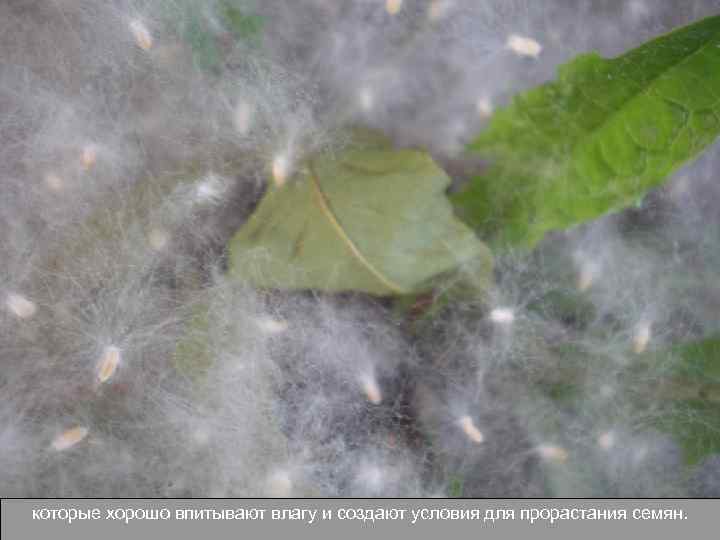 которые хорошо впитывают влагу и создают условия для прорастания семян. 