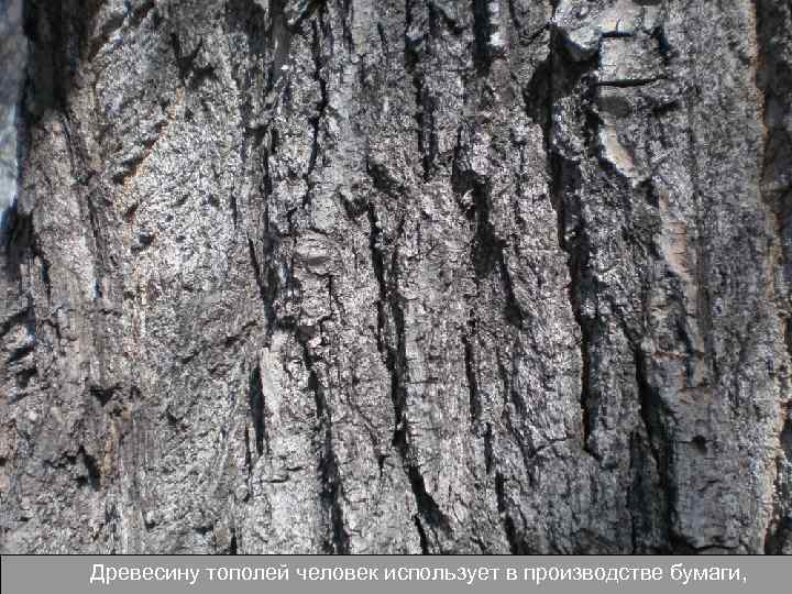 Древесину тополей человек использует в производстве бумаги, 