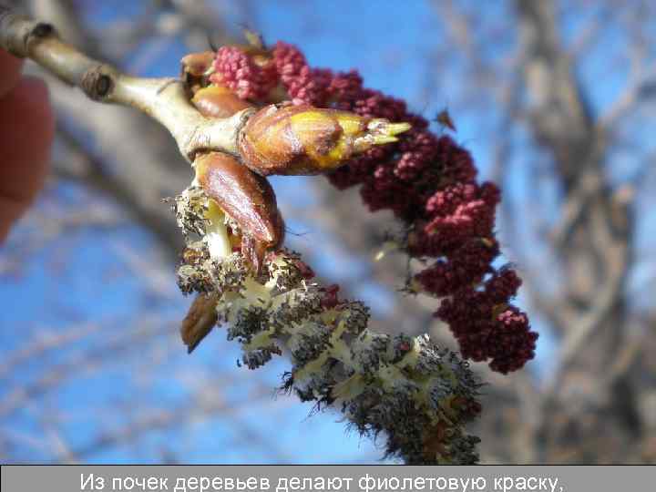 Из почек деревьев делают фиолетовую краску, 