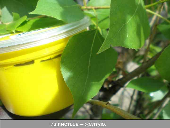 из листьев – желтую. 
