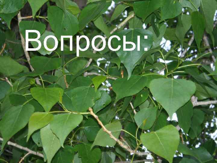 Вопросы: 