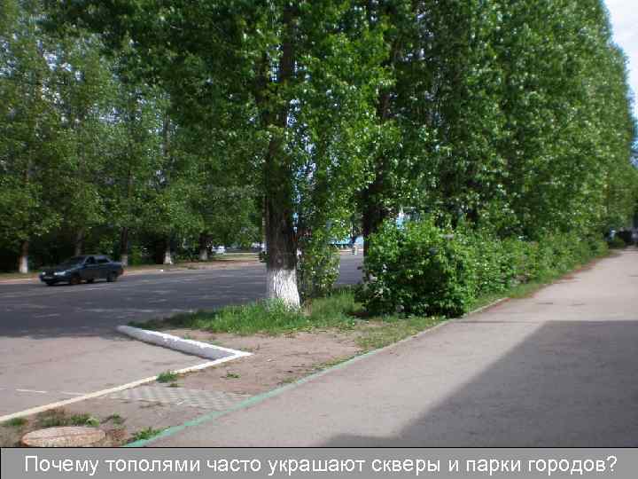 Почему тополями часто украшают скверы и парки городов? 