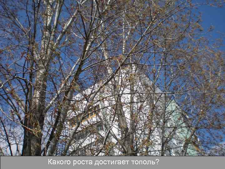 Какого роста достигает тополь? 