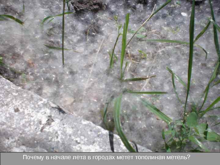 Почему в начале лета в городах метет тополиная метель? 