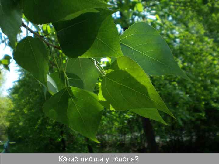 Какие листья у тополя? 