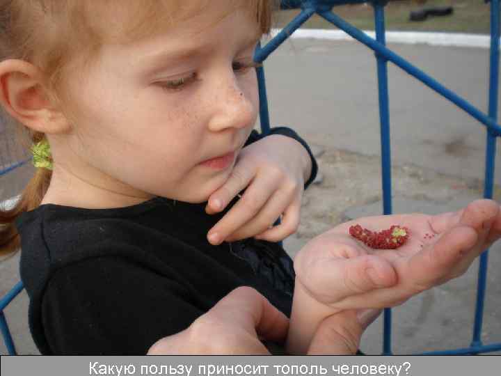 Какую пользу приносит тополь человеку? 