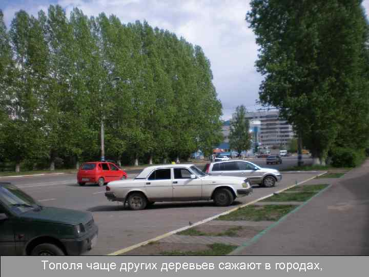 Тополя чаще других деревьев сажают в городах, 