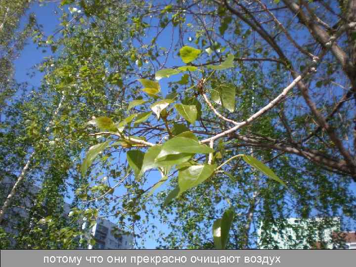 потому что они прекрасно очищают воздух 