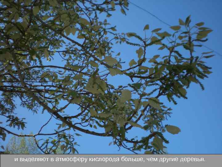 и выделяют в атмосферу кислорода больше, чем другие деревья. 