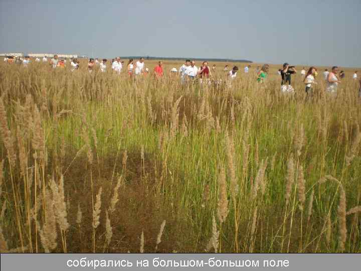 собирались на большом-большом поле 