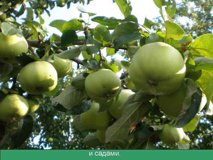 и садами. 