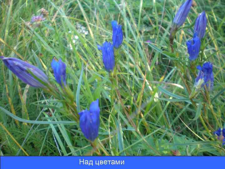 Над цветами 