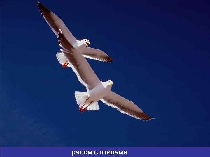 рядом с птицами. 