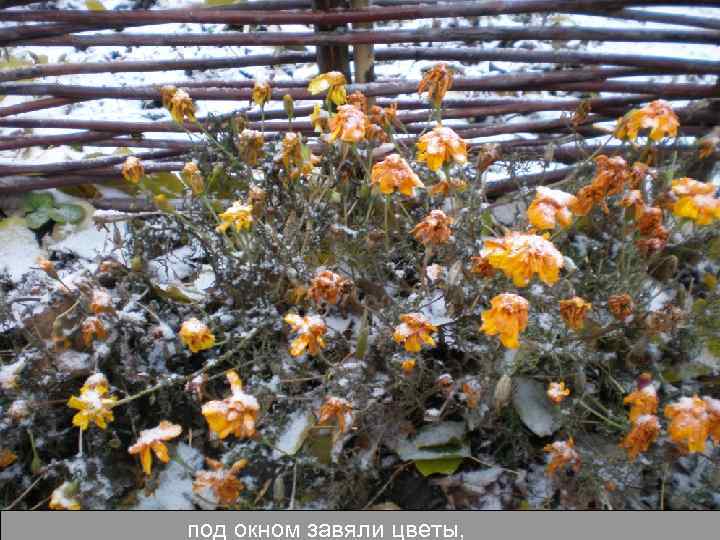 под окном завяли цветы, 
