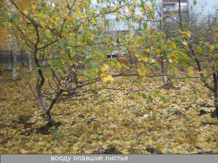 всюду опавшие листья 