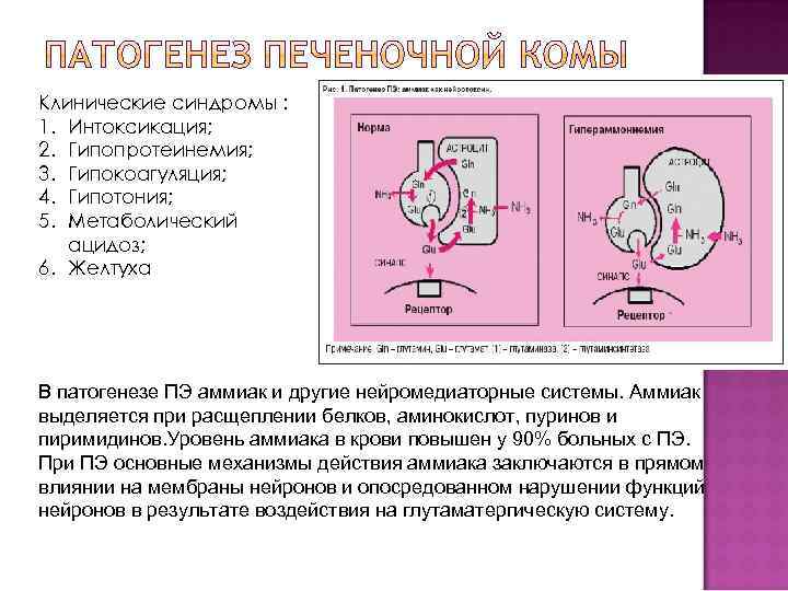 Клинические синдромы : 1. Интоксикация; 2. Гипопротеинемия; 3. Гипокоагуляция; 4. Гипотония; 5. Метаболический ацидоз;