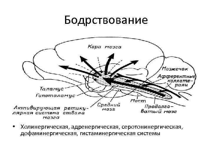 Бодрствование • Холинергическая, адренергическая, серотонинергическая, дофаминергическая, гистаминергическая системы 