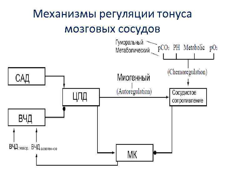 Механизмы регуляции тонуса мозговых сосудов 