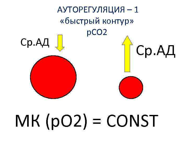 Ср. АД АУТОРЕГУЛЯЦИЯ – 1 «быстрый контур» p. CO 2 Ср. АД МК (p.