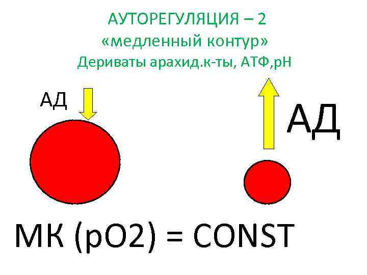  АУТОРЕГУЛЯЦИЯ – 2 «медленный контур» Дериваты арахид. к-ты, АТФ, р. Н АД АД