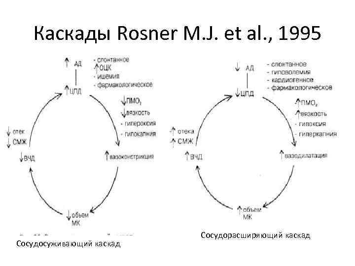 Каскады Rosner M. J. et al. , 1995 Сосудосуживающий каскад Сосудорасширяющий каскад 