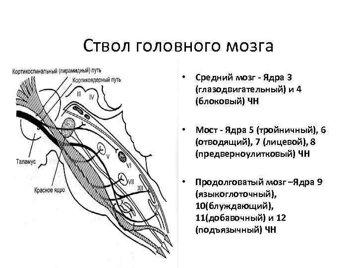 Ствол головного мозга • Средний мозг - Ядра 3 (глазодвигательный) и 4 (блоковый) ЧН