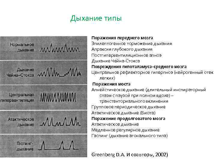 Дыхание типы Поражения переднего мозга Эпилептогенное торможение дыхания Апраксия глубокого дыхания Постгипервентиляционное апноэ Дыхание